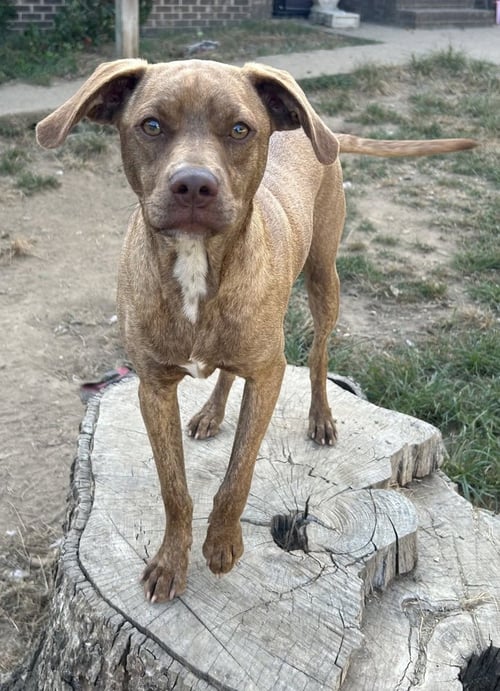 NUGGET BAR - Feist available for adoption