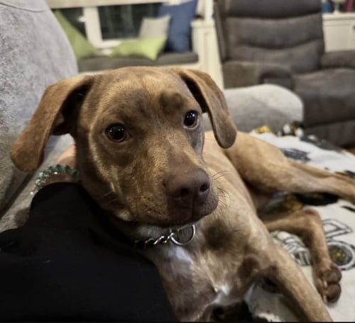 NUGGET BAR - Feist available for adoption