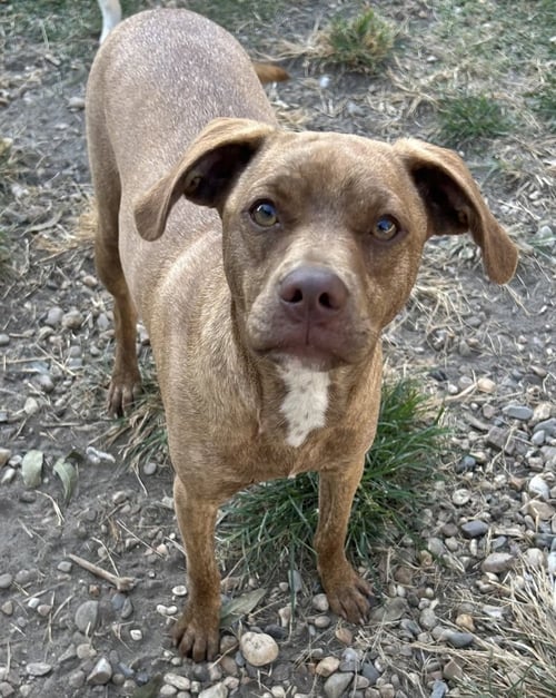 NUGGET BAR - Feist available for adoption