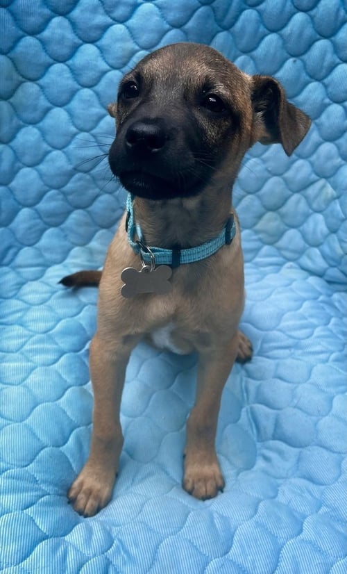 ROGERS PRESCHOOL - Mountain Cur available for adoption