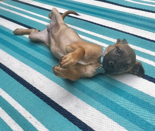 ROGERS PRESCHOOL - Mountain Cur available for adoption