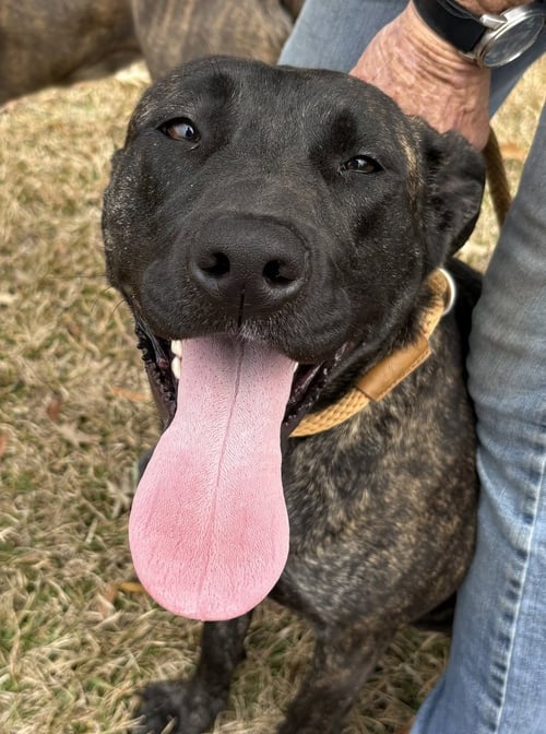 RIPLEY - Plott Hound available for adoption