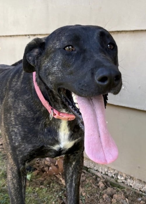 RIPLEY - Plott Hound available for adoption