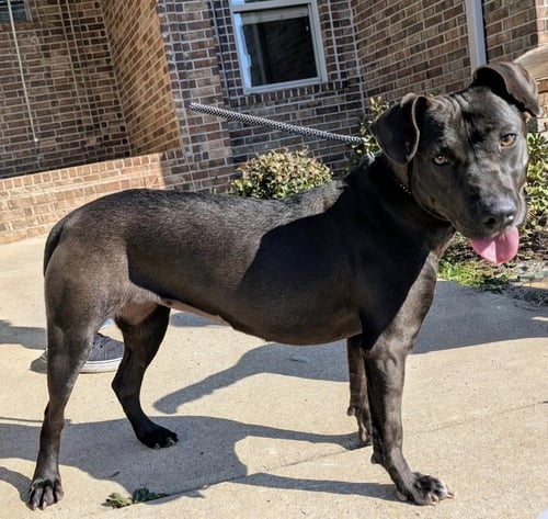 JANINE GHOSTBUSTERS - Unknown for adoption in Boston