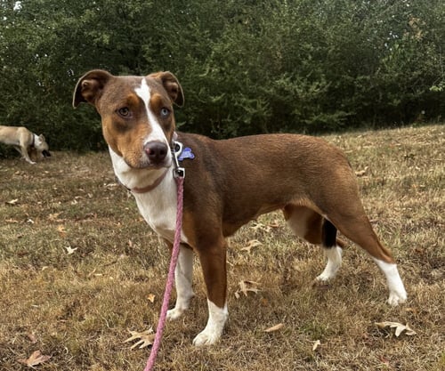 CLOVER - Unknown available for adoption
