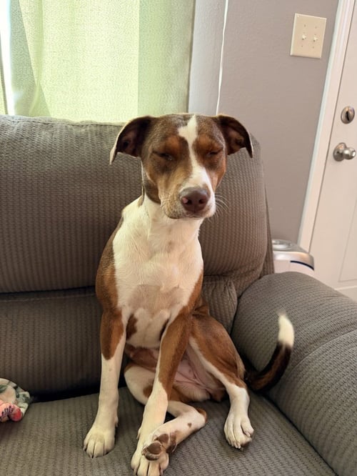 CLOVER - Unknown available for adoption