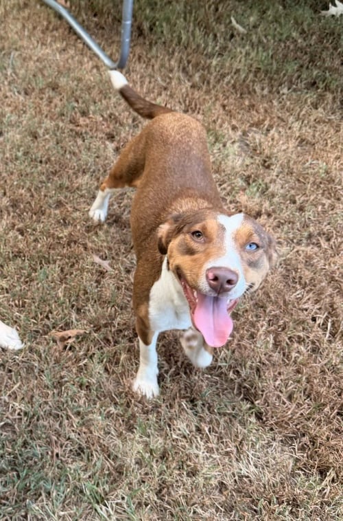 CLOVER - Unknown available for adoption