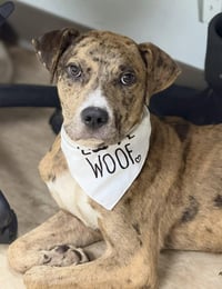 Roscoe - Photo 1