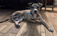 Roscoe - Photo 2