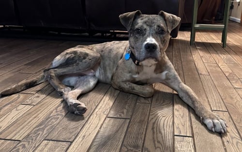 ROSCOE - Catahoula Leopard Dog available for adoption