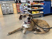 Roscoe - Photo 4