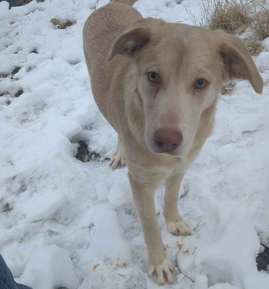 VERONICA - Labrador Retriever available for adoption