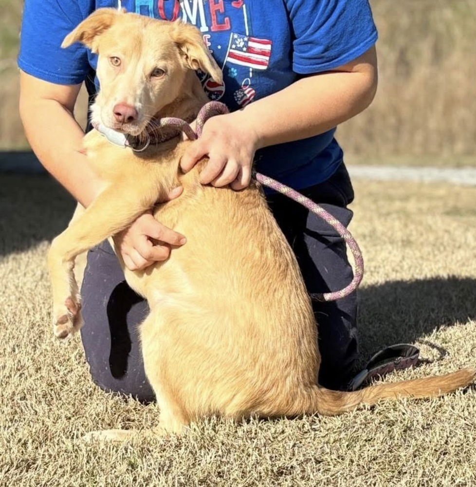 VERONICA - Labrador Retriever available for adoption