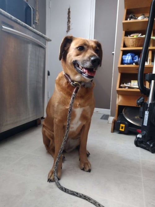 PIPER BURTON - Terrier for adoption in Cambridge