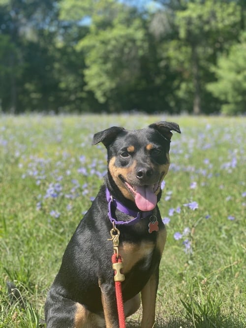 ACE OF HEARTS - Labrador Retriever for adoption in Cambridge