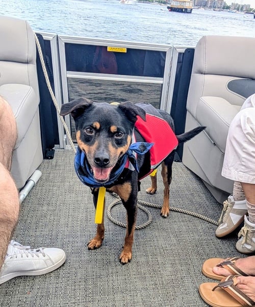 ACE OF HEARTS - Labrador Retriever for adoption in Boston