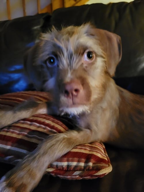 FREDD FUZZBOTTOMS - Terrier available for adoption
