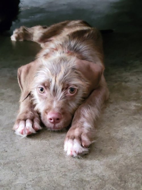FREDD FUZZBOTTOMS - Terrier available for adoption