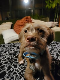 Fredd Fuzzbottoms - Photo 4
