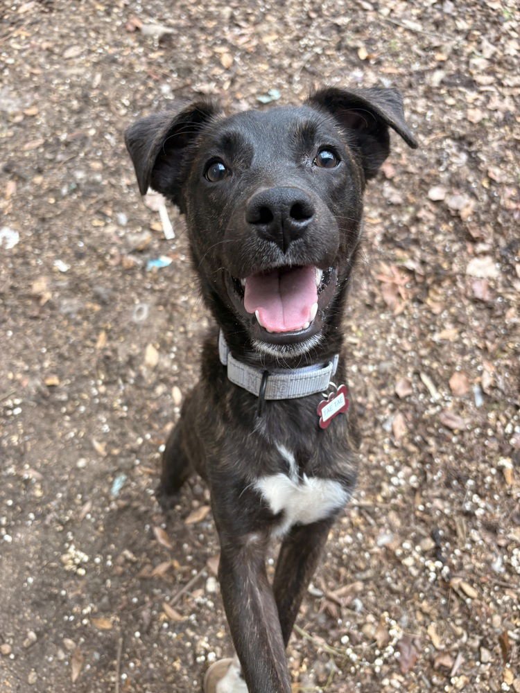 TAETAE - Mountain Cur available for adoption