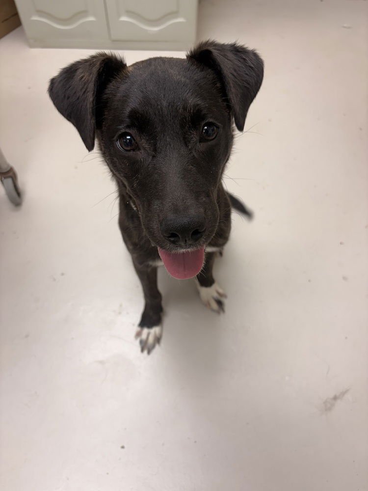 TAETAE - Mountain Cur available for adoption