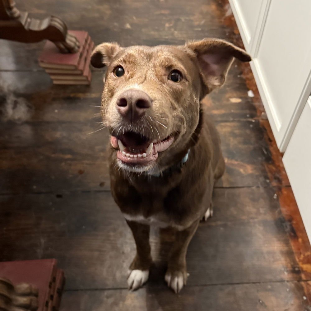CIMMARON - Mountain Cur for adoption in Cambridge