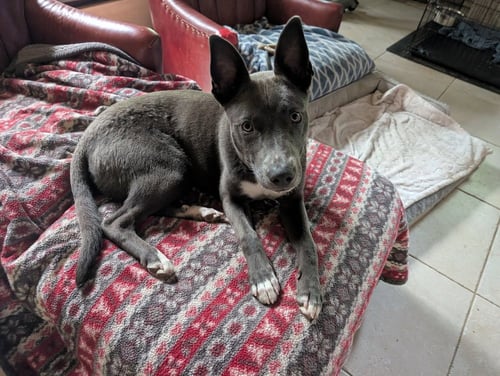 BARNABY - Australian Cattle Dog/Blue Heeler available for adoption