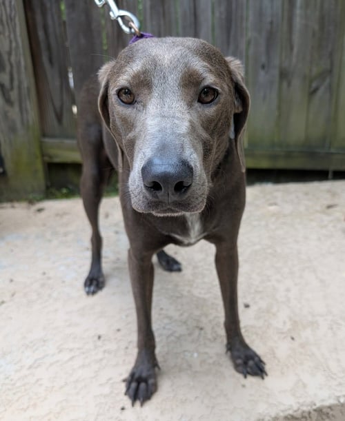 INDU GALAXY - Weimaraner available for adoption