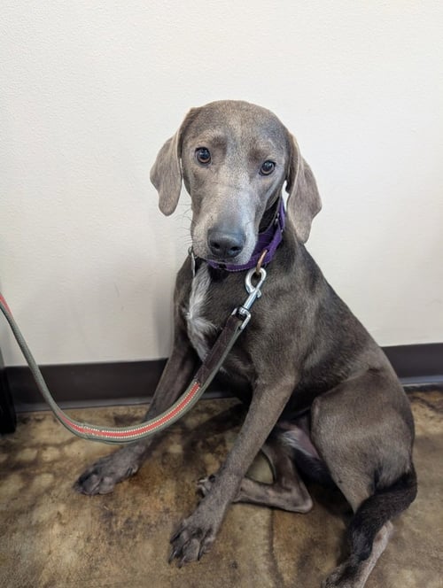 INDU GALAXY - Weimaraner available for adoption