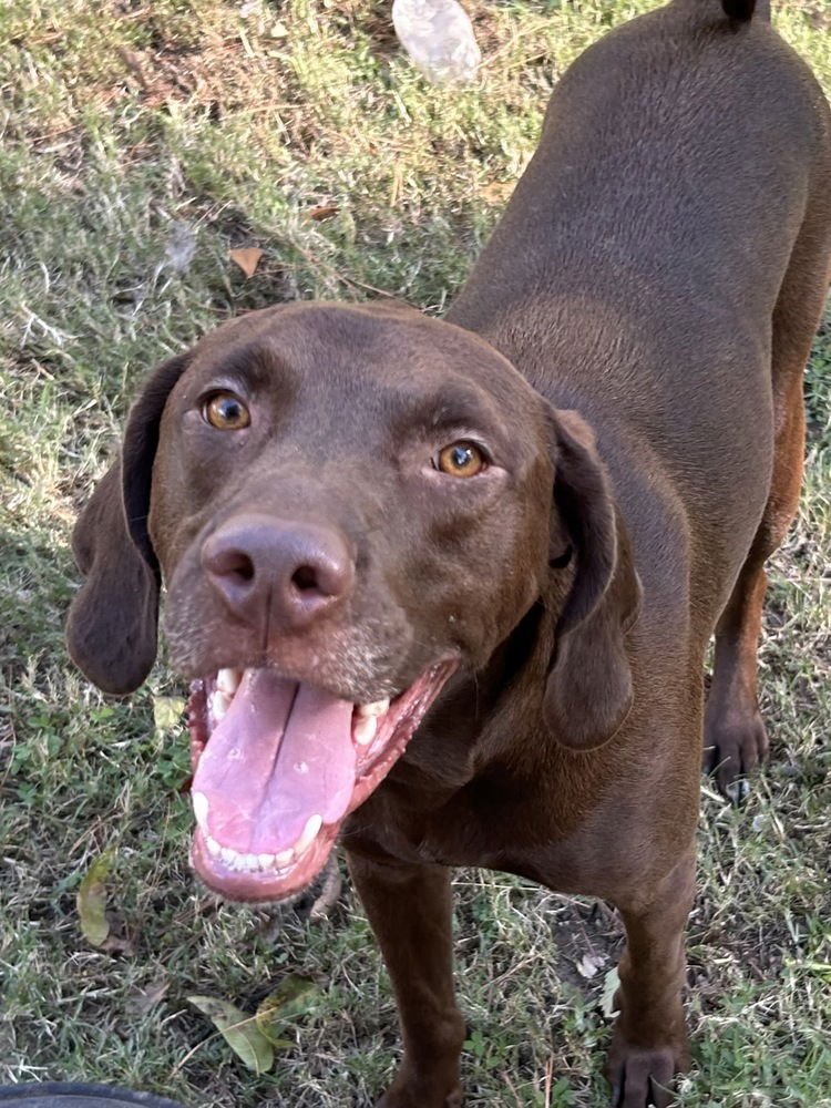 BUDDY - Labrador Retriever available for adoption