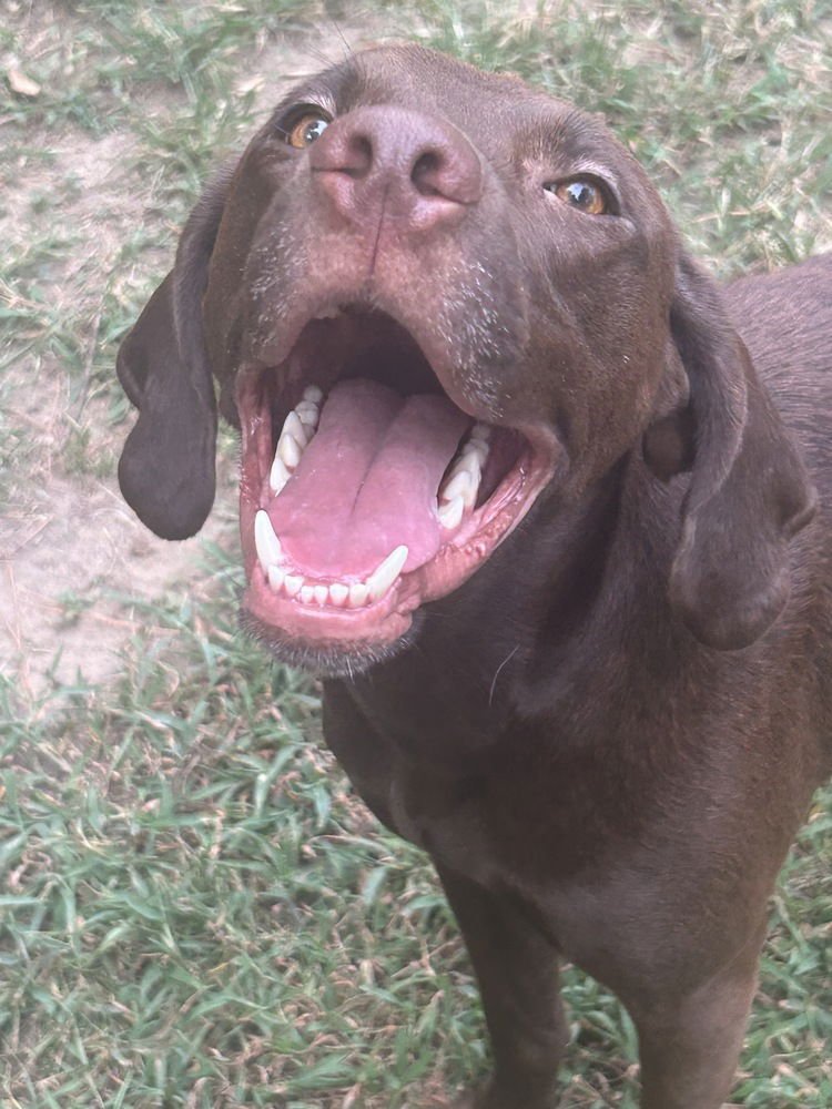 BUDDY - Labrador Retriever available for adoption