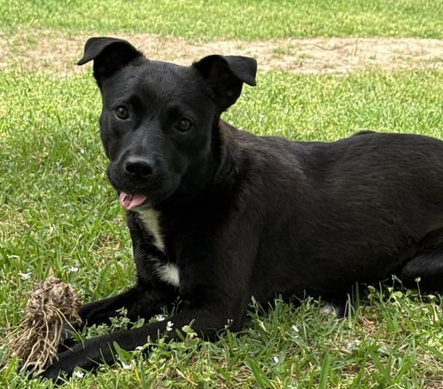 ARI - Labrador Retriever available for adoption