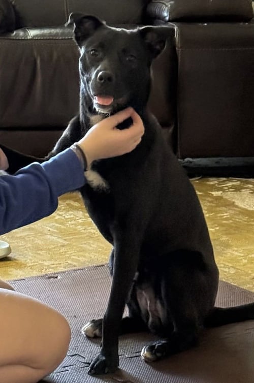 ARI - Labrador Retriever available for adoption