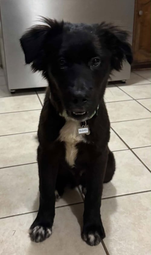 BUSHEL - Newfoundland Dog available for adoption