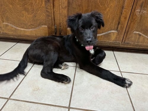 BUSHEL - Newfoundland Dog available for adoption