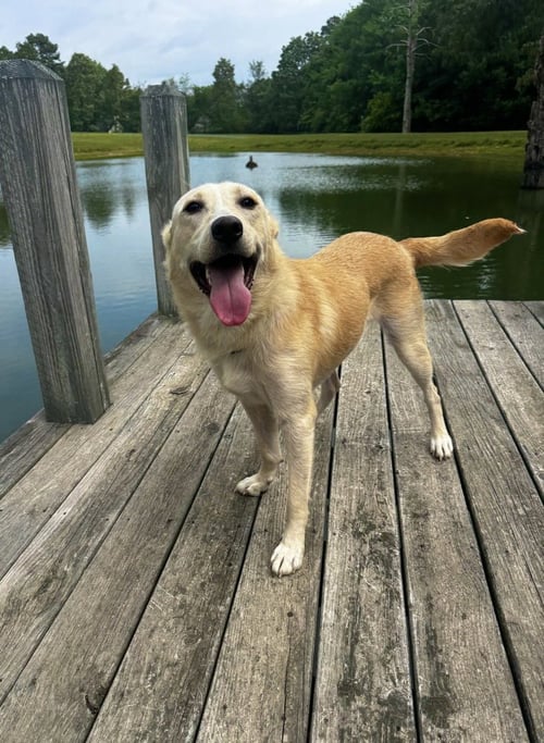 FLASH - Labrador Retriever available for adoption