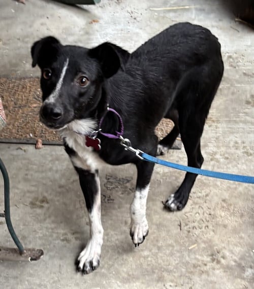 AUDIE MURPHY - Border Collie available for adoption