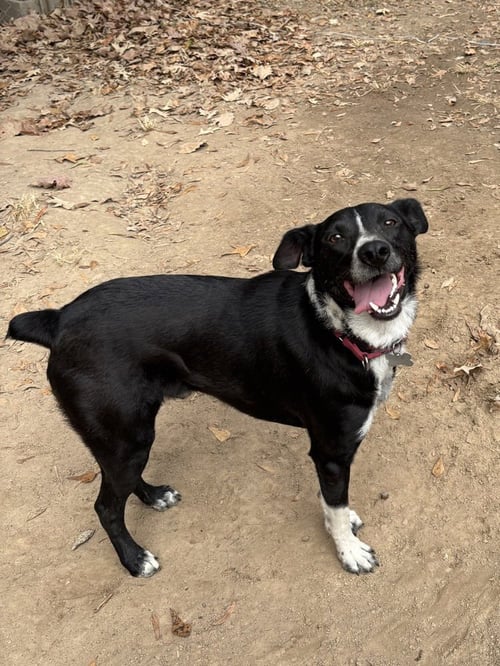AUDIE MURPHY - Border Collie available for adoption