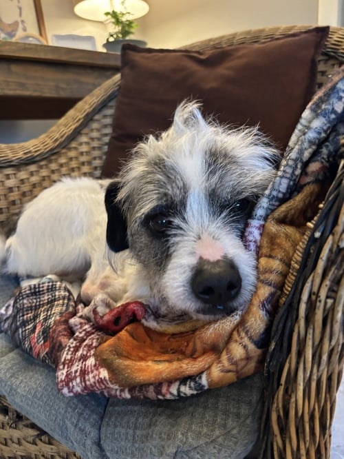 TOMMY SHIELA - Terrier available for adoption