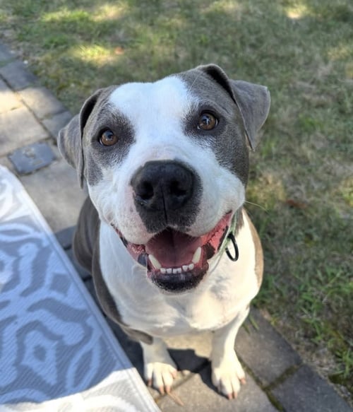 GLOCK - Unknown for adoption in Boston