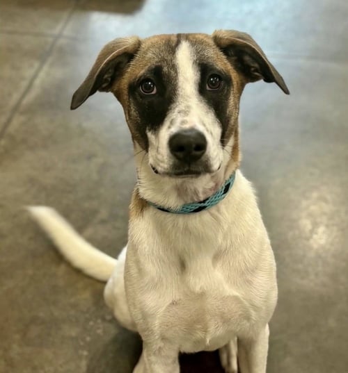 BONNIE BOO - Rat Terrier for adoption in Boston
