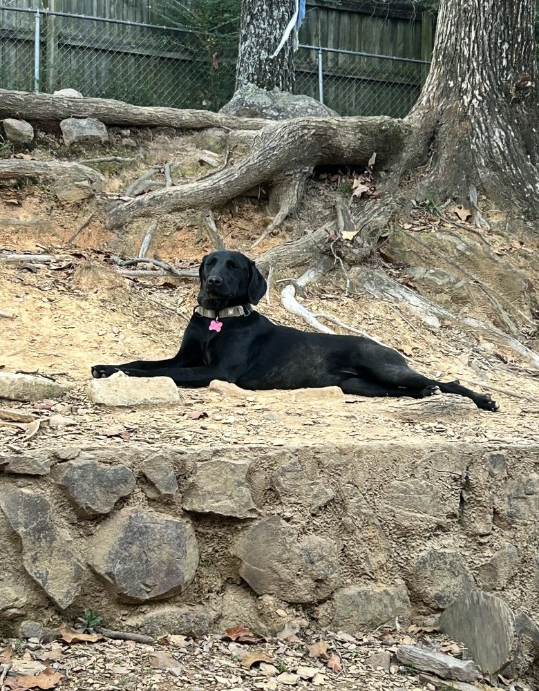 LUNA GALAXY - Weimaraner available for adoption