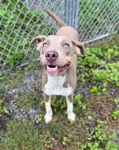 TITO - Weimaraner available for adoption