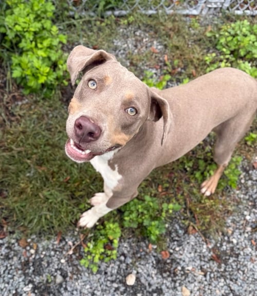 TITO - Weimaraner available for adoption