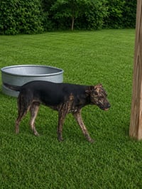 Rex - Photo 4