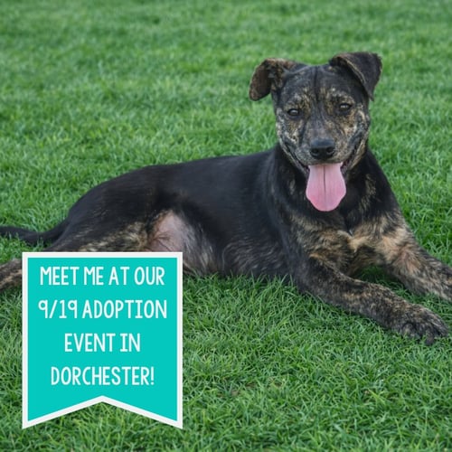 REX - Mountain Cur for adoption in Boston