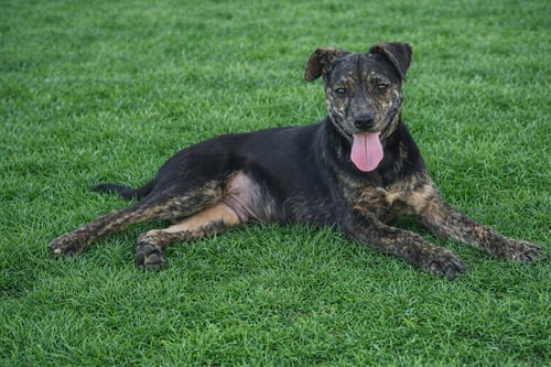REX - Mountain Cur for adoption in Cambridge