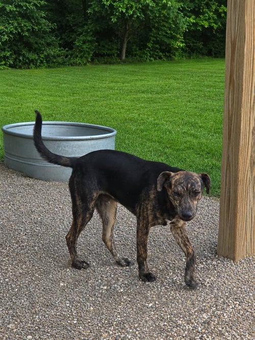 REX - Mountain Cur available for adoption