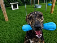 Rex - Photo 4