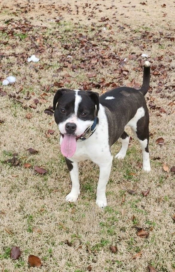 DAISY JUNE - Pit Bull Terrier available for adoption